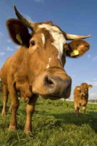 Cow Assassins Image